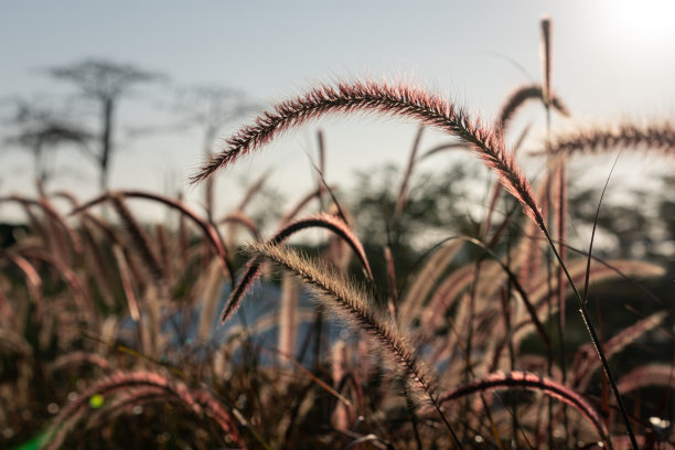 芦苇花