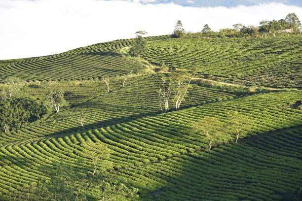 高山乌龙茶生产基地