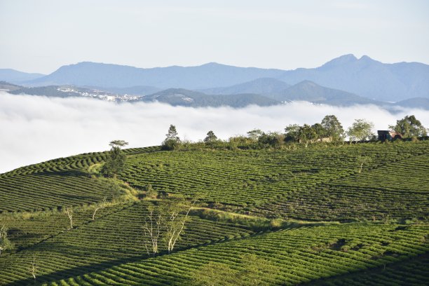 高山乌龙茶生产基地