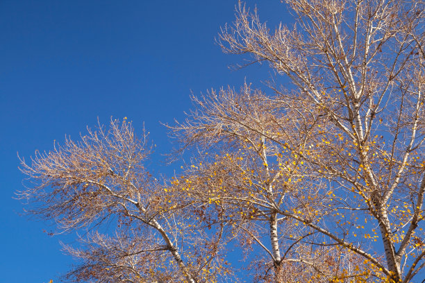蓝天下的白杨树
