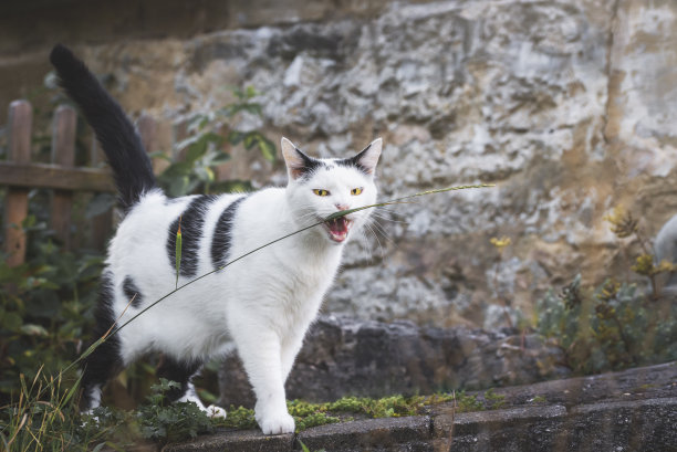 一只白色的流浪猫