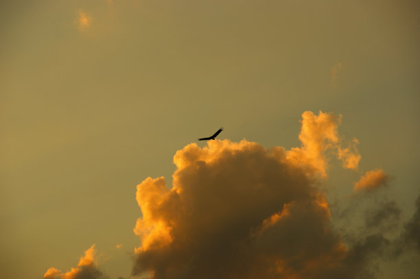 夕阳下展翅的雄鹰