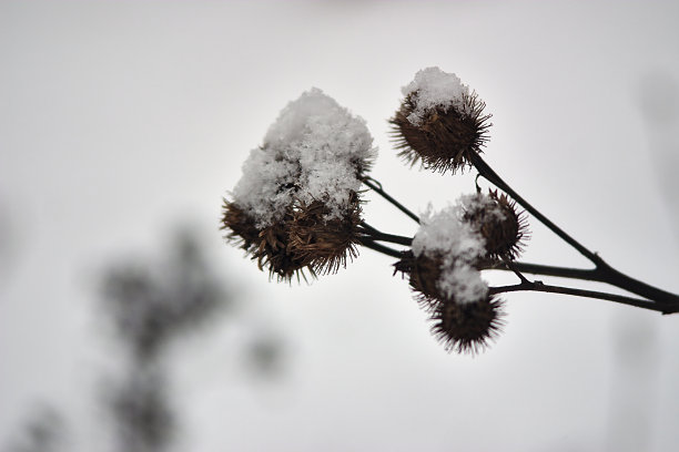 秋分霜降小雪冬大寒