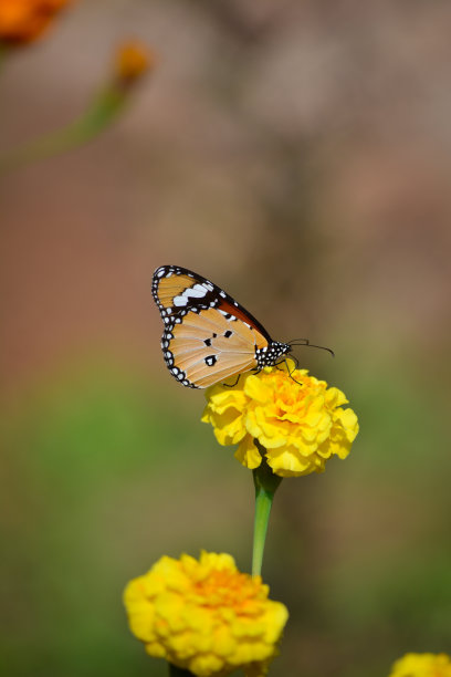 黄花上的蝴蝶