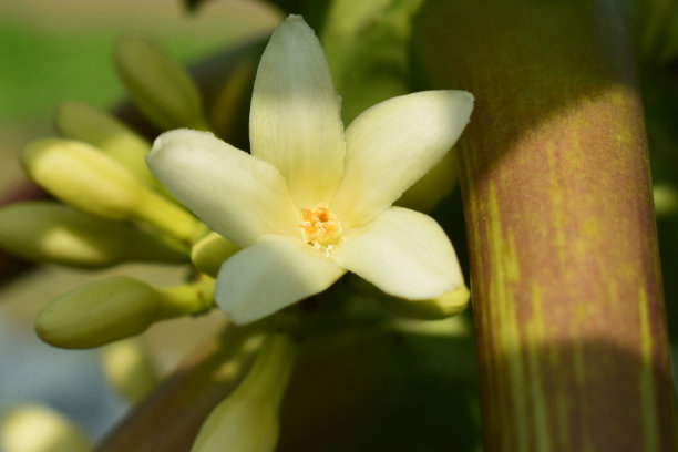 白花木瓜