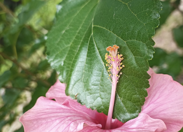 艳丽木槿花