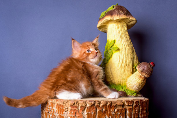 小蘑菇猫咪