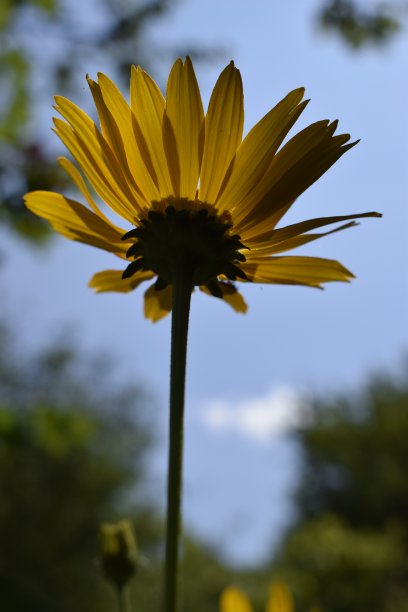 向日葵开花