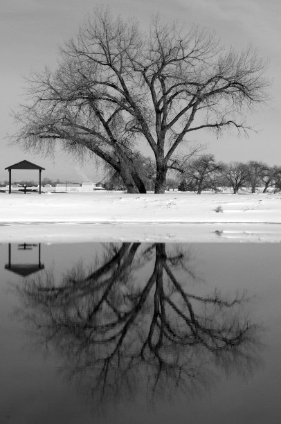 冰雪河流树的倒影