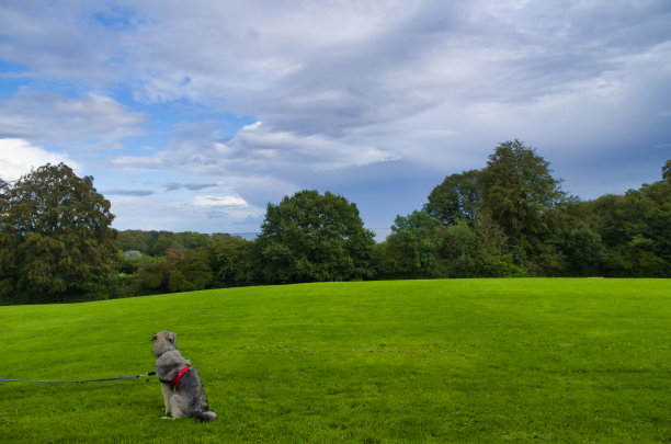 草坪上的狗狗摄影图