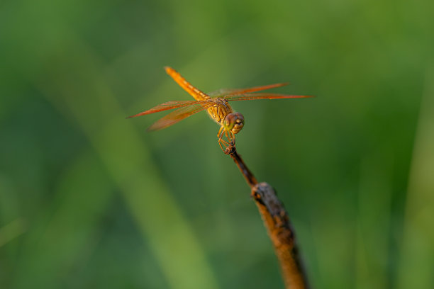 红色蜻蜓