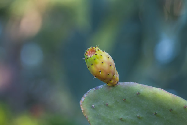 沃柑果花