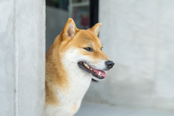可爱的日本柴犬