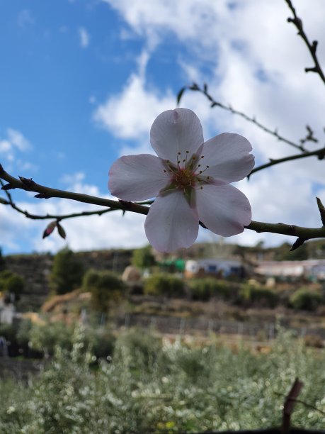 鲜花菊花树叶植物花纹