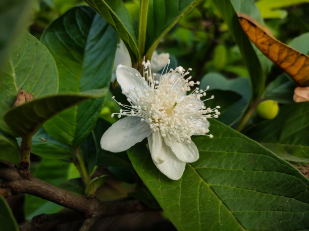 微距高清花蕊