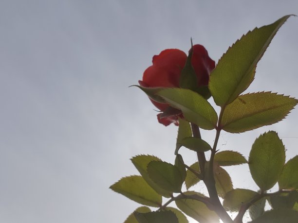 鲜花菊花树叶植物花纹