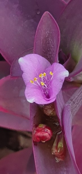 鲜花菊花树叶植物花纹