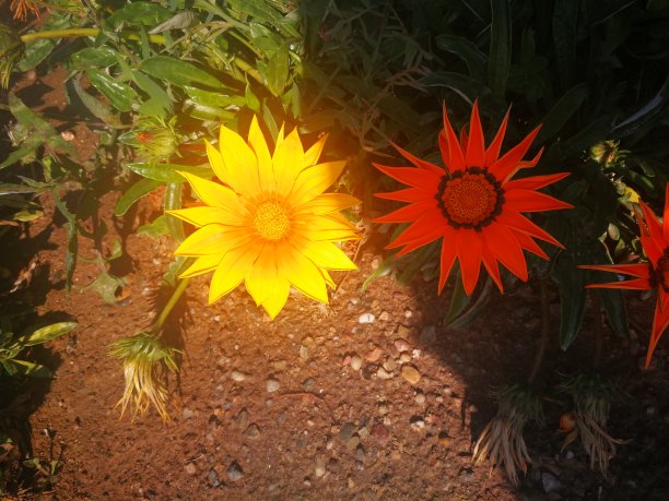 鲜花菊花树叶植物花纹