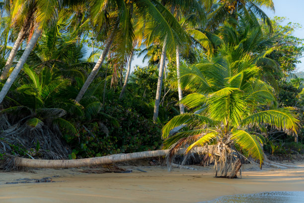 棕榈树下的沙滩