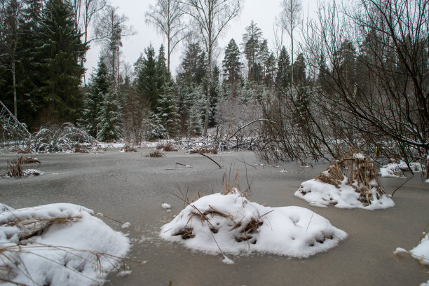 湿地,冬天,白雪,自然,生态