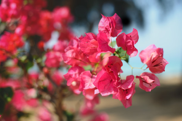 花卉,三角梅