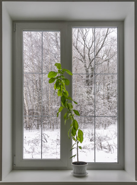 植物冷室