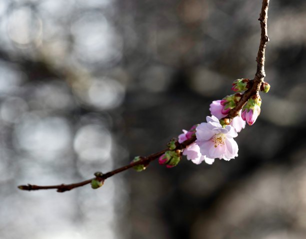 高清春天绚丽粉红色樱花实拍