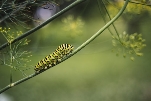 蠕虫,毛虫,草