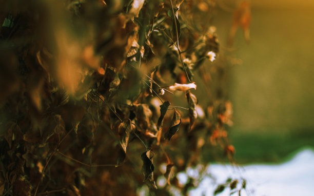 下雨天小黄花