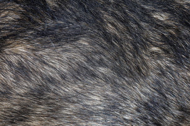 动物的毛发纹理