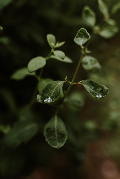 雨中牡丹