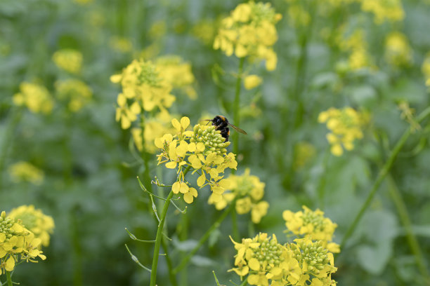 蜜蜂采花