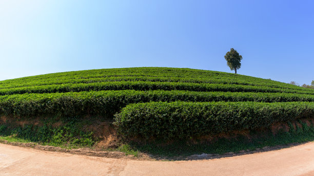 茶园风光生态茶园