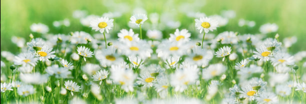 户外白色花朵自然风光背景素材