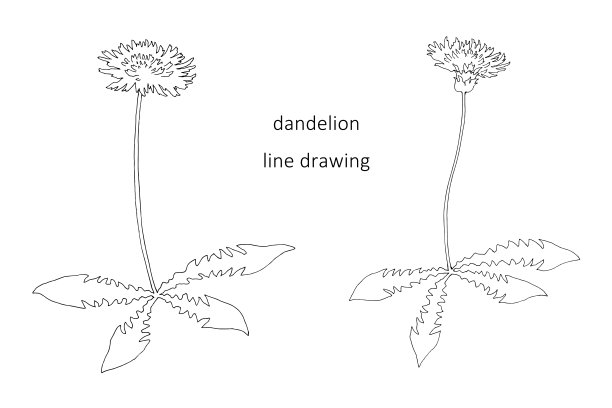 线描草药