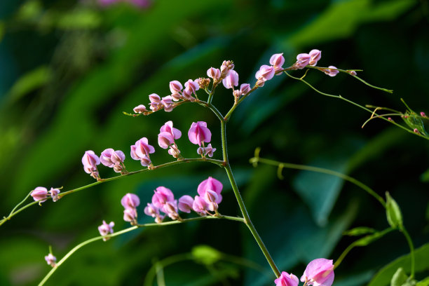 链条花