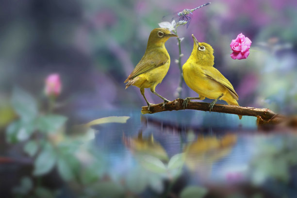 花儿与小鸟