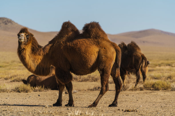 一群骆驼