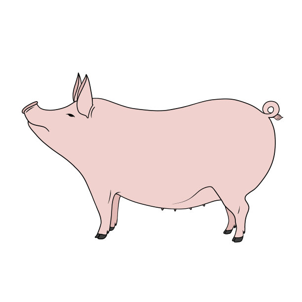 卡通logo小猪