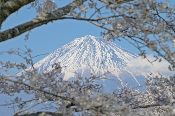 雪山和樱花风景