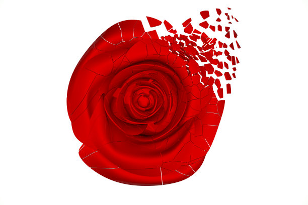 红色玫瑰花插画