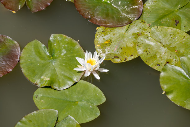 池塘中的莲花叶