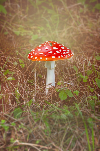 阳光草地蘑菇