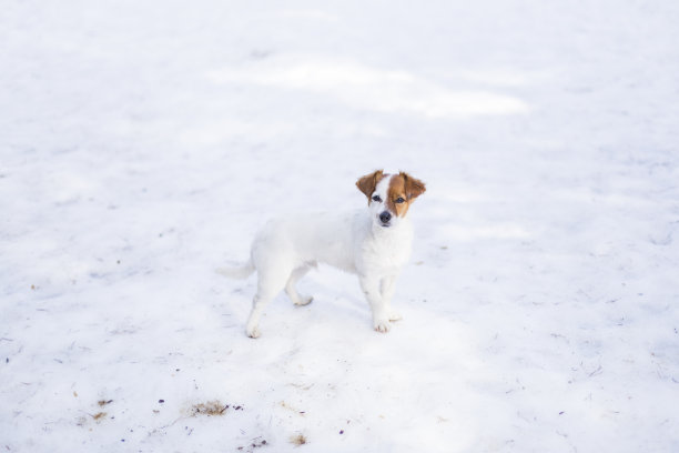 白雪公住