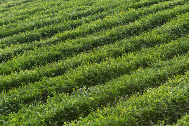 茶叶产业
