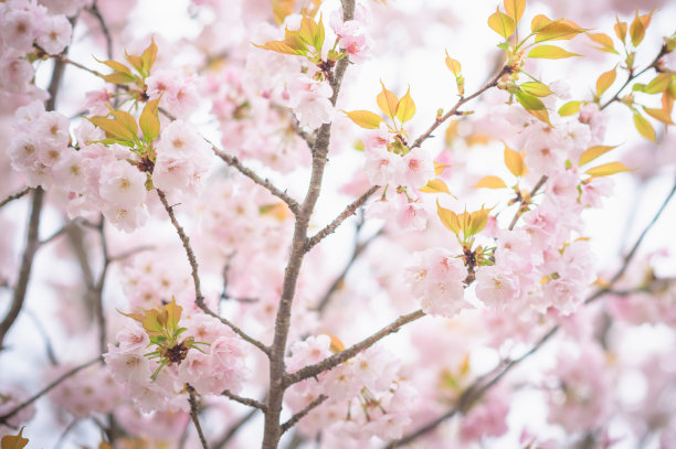 简约梅花