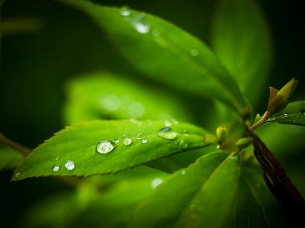 雨后绿叶 水滴 植物 