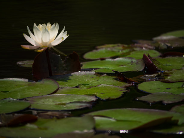 水草景观