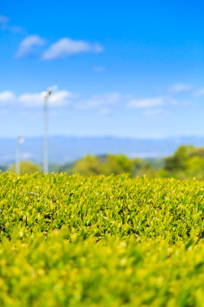 茶园 茶叶 绿茶 绿色 植物 