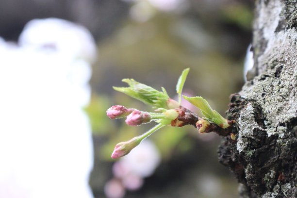 油菜花节